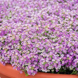 Alyssum Clear Crystal Lavender seeds