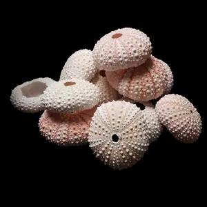 5 Pack Pink Sea Urchin Shells 1.5 to 2 Inches for Air Plant Displays and Beach Themed Decor