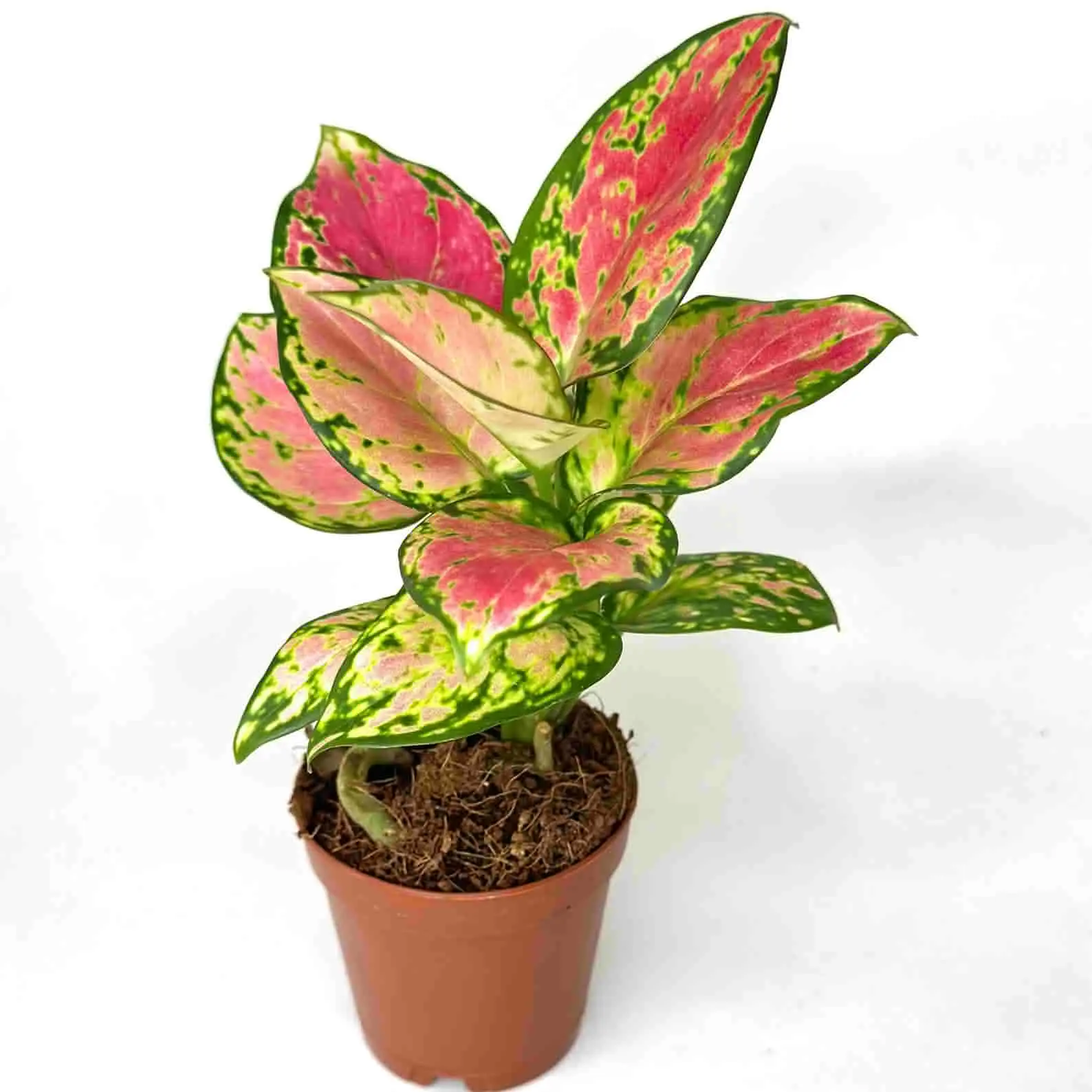 Aglaonema Pink Beauty Potted Live Plant 2in - Chinese Evergreen - Rare Exotic Houseplant - Pastel Pink Splash - Vibrant Statement Foliage - Low Maintenance Baby Plant - Mini Collectors Item