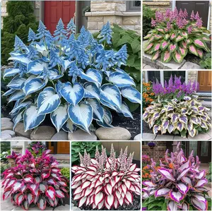 300+ Heart-Shaped Hosta Seeds, Bare Root Hosta - Rich Foliage, Heart-Shaped Leaves, Outdoor Garden Attracts Pollinators, Perennial Bonsai Decor.