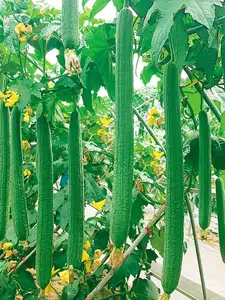 100Pcs Loofah Seeds (Luffa aegyptiaca) – Edible Young Gourds & Natural Sponge Vines for Home Gardens