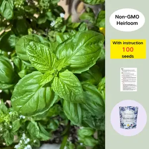 Basil Seeds – 100 Heirloom Seeds | Fast-Growing Culinary Herb for Home & Garden