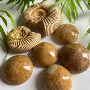 Fossils (sand dollars, coral, trilobite, ammonite) Natural decor for terrariums, aquariums, vivariums, home, & office. fish tank