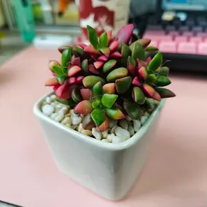 2"Live Succulent (Anacampseros sunrise)