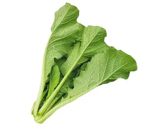 Mustard Seeds - Small Gai Choi Heirloom Non-GMO Summer Vegetable for Cool Season Planting 12-18 Inches Tall by Mai's Family