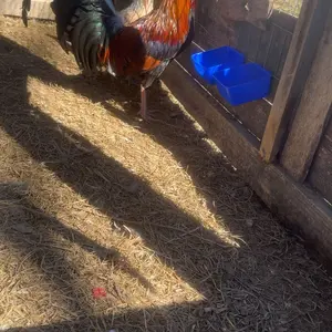 20 Pcs Chicken Water Feeder Cups 16 oz Pigeon Bird Feeder Cups Hanging Cage Chicken Water Cup for Pet Parrot Rooster Parakeet Bunny Gamefowl Poultry Wire Hutch(Blue)