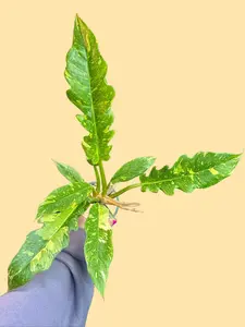 4" Philodendron Ring of Fire - Philodendron wendlandii x P. tortum