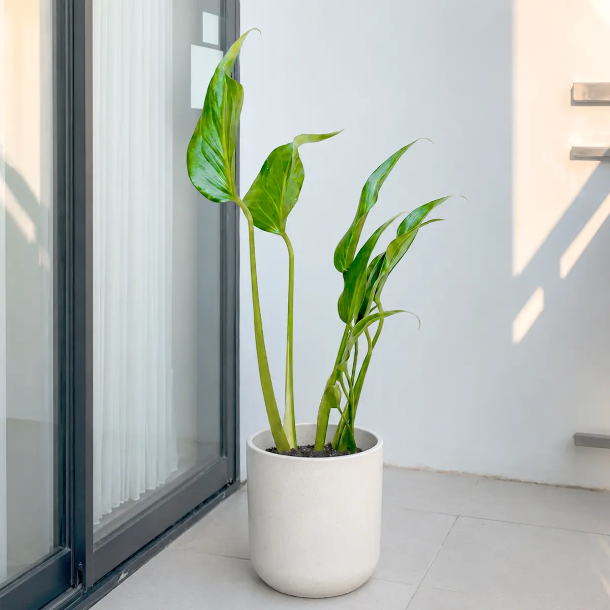 Monstera Burle Marx Flame Monstera Burle Marx Flame