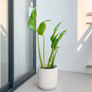 Monstera Burle Marx Flame