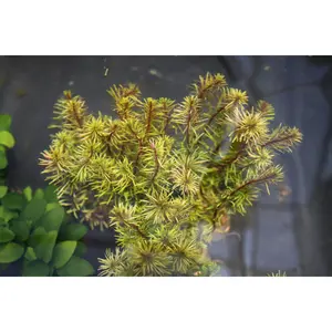 Rotala Mexicana (LOOK CLOSE-it's phat) Rotala Mexicana (LOOK CLOSE-it's phat)