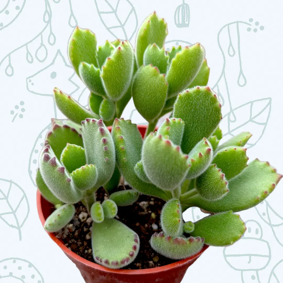 Cotyledon tomentosa Bear's Paw Cotyledon tomentosa Bear's Paw