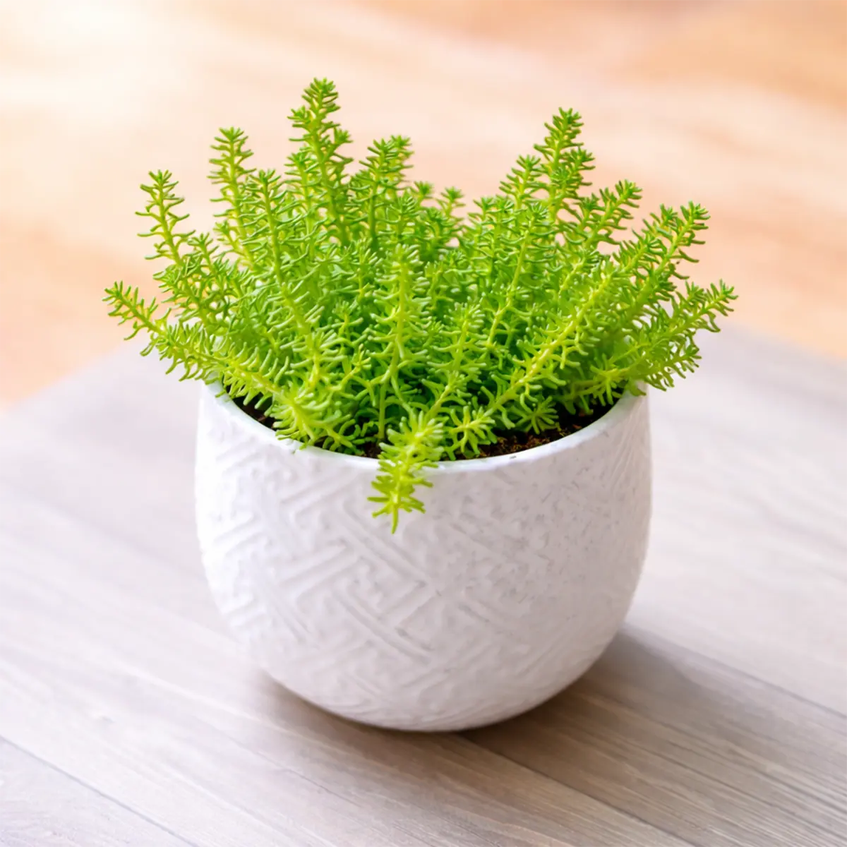 Sedum sexangulare