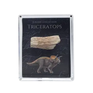 Triceratops Fossil Gift Box