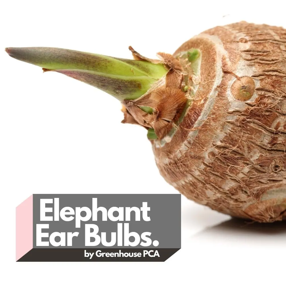 Green Elephant Ear Bulbs (Colocasia Esculenta)