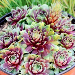 Sempervivum ‘Ruby Heart’ – Hens & Chicks Succulent (4” Pot, Zone 5)