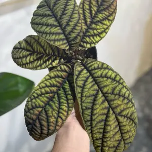 Ardisia 4” Live Indoor Houseplant