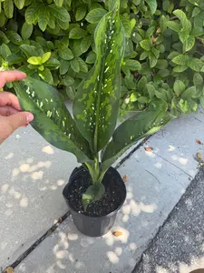 Dieffenbachia crocodile - 8" pot
