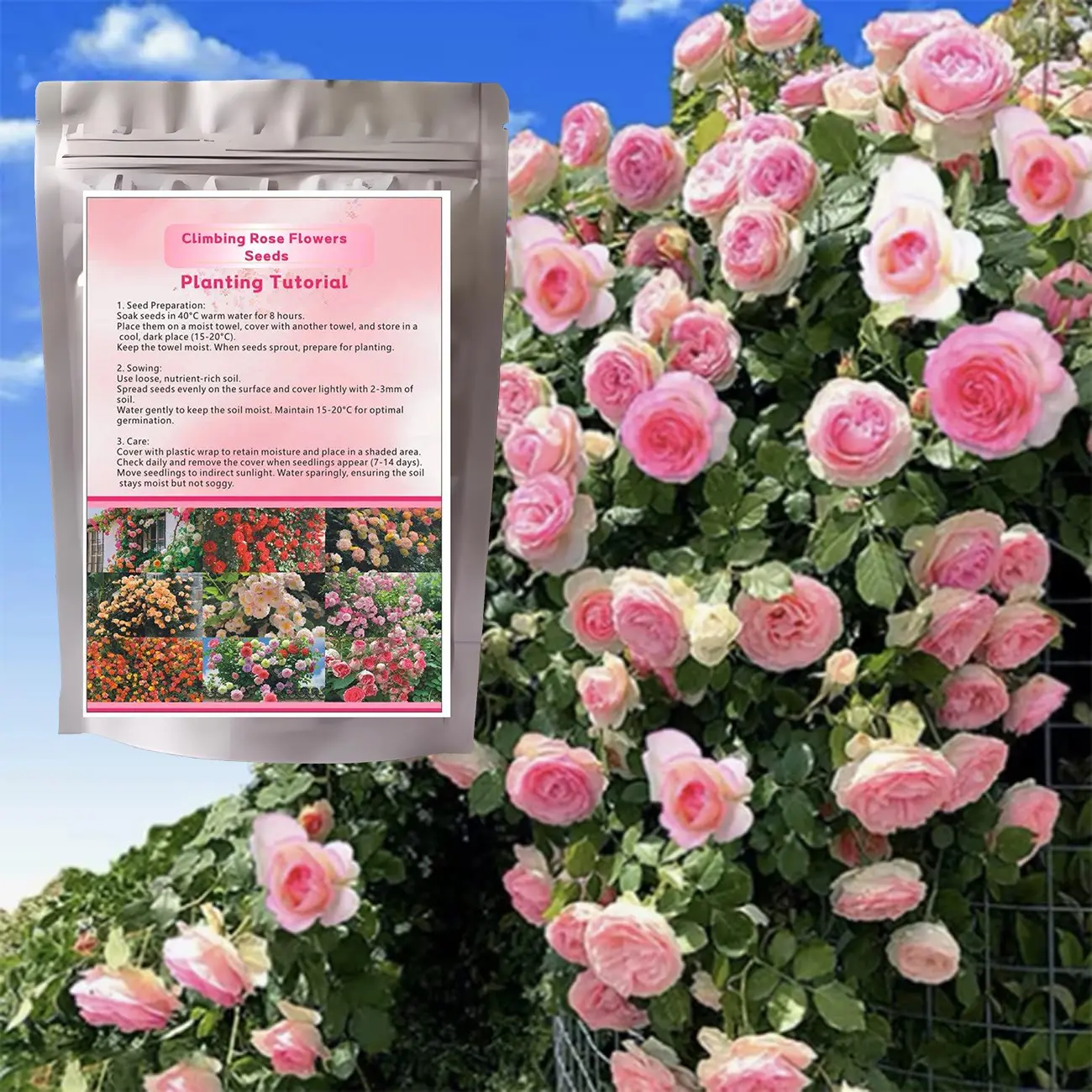 200+ Climbing Rose Seeds for Outdoor Planting Vibrant Ornamental Flowers for Family Garden Decoration