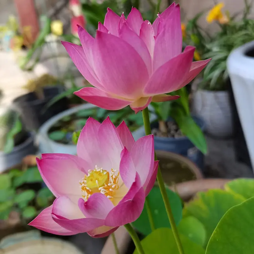 12pcsBowi Heirloom Lotus Seeds, Multicolor Mixed Mini Non-gmo Seeds for Home Garden - Fast Growing Water Lilies