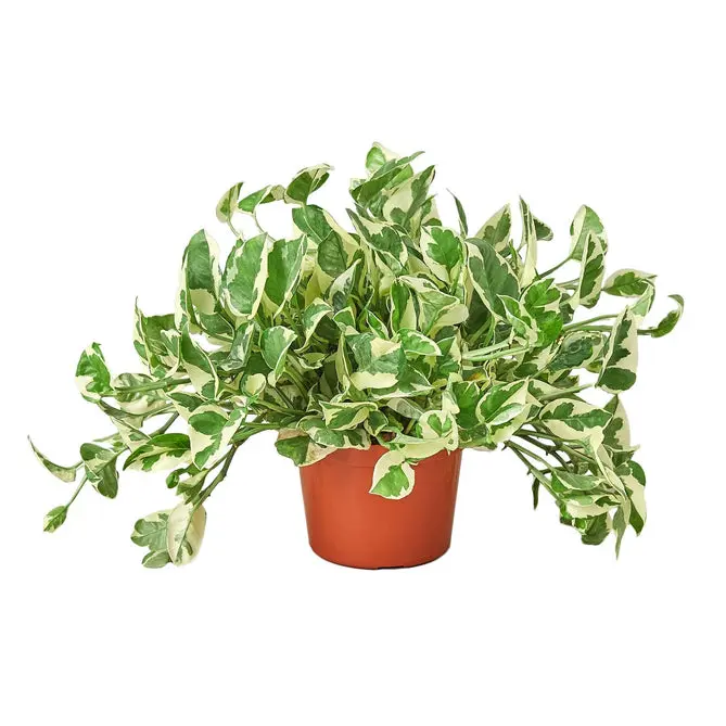 6-POTHOS-NJOY-NURSERY.POT 6 in. Pothos Njoy Pot
