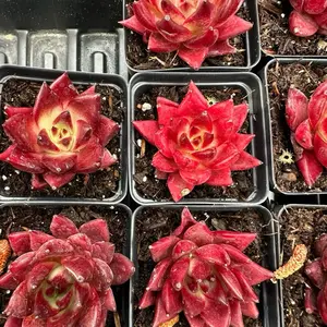 Echeveria agavoides 'Robin' Single Head - Bare Root Succulents - Terra Tales