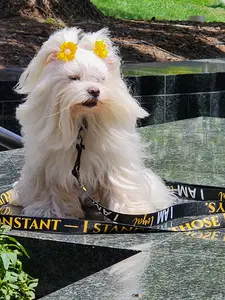 I AM LIGHT Totem Pride Leash & Collar Set