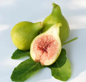 Kadota Fig Tree Live for Planting, Ficus Carica Tree for The Patio and Garden 4 to 6 Inch Tall