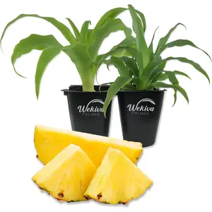 Pineapple Plant - 2 Live Tissue Culture Starter Plants - Ananas Comosus - Edible Fruit Tree for The Patio and Garden