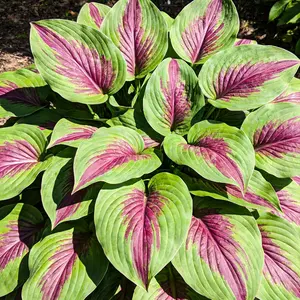 800Pcs Garden Flower Seeds – seeds only