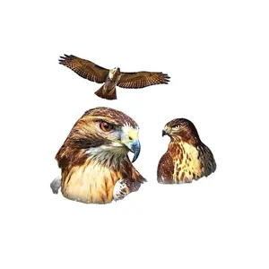 Three Red Tailed Hawk Retro Graphic T-shirts, Vintage Hawk Moon Tshirt, Hawk Lovers, Funny Hawk Tee, Oversized Washed Tee, Silly Gift E