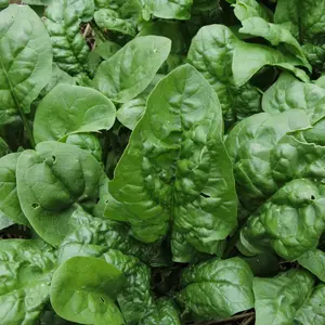 Winter Giant Spinach Organic Seeds (Spinacia oleracea) – Cold-hardy variety with large, dark green leaves. Perfect for winter and early spring harvests.