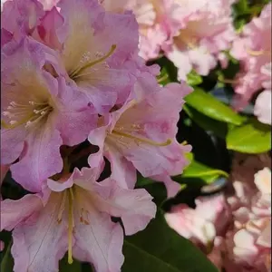 Raise the Roof® Hoopla Rhododendron