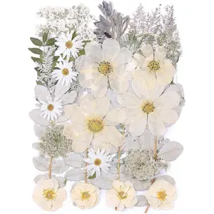 12“ Large Dried Pressed Flowers for Art Crafts, Real Dry Natural Flower Leaf Fruit Bulk for Resin Mold, Cake Decor, Glass Frame (Winter Silver)