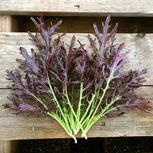 Organic Red Streak Mizuna Seeds (Brassica rapa var. japonica) – 50+ seeds, Tangy Asian Green with Decorative Red Veins