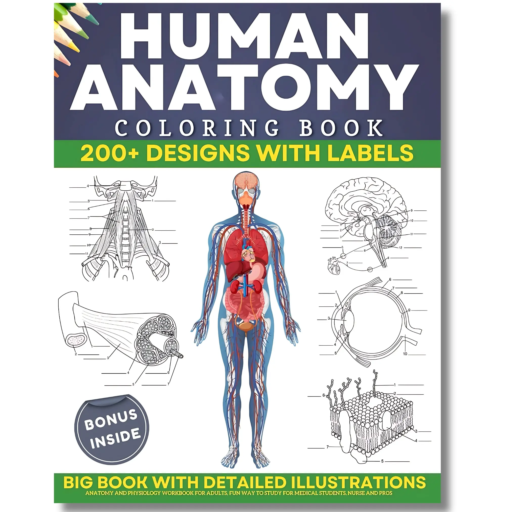 Human Anatomy Coloring Book Special Edition - 204-Page Paper Workbook, 200+ Detailed Illustrations, Easy-to-Read Anatomy and Physiology Content, Body Labels for Medical Students, Aids Learning & Studying of the Digestive System