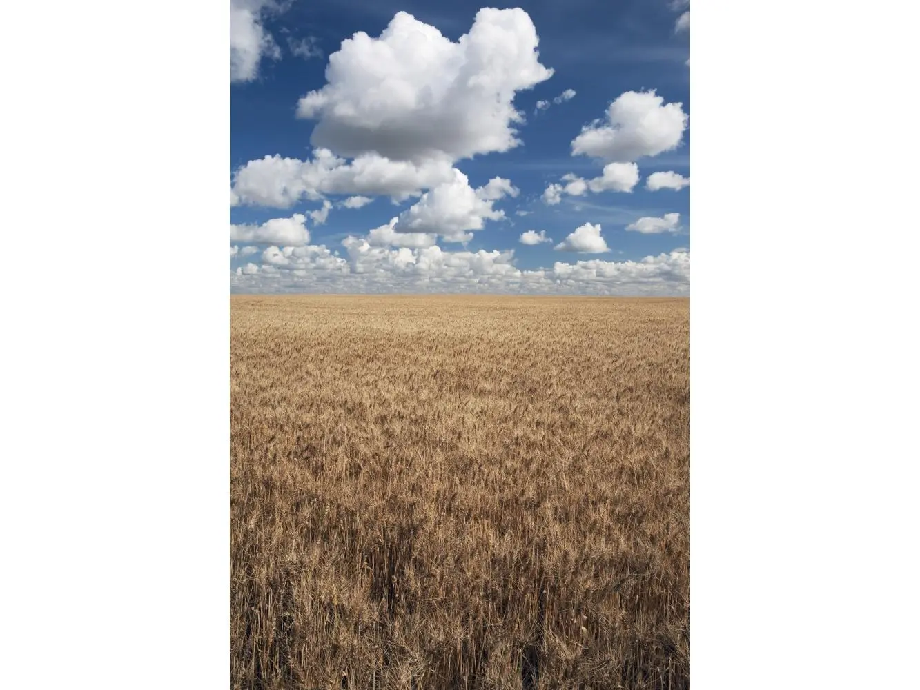 Wheat Field & Clouds In the Sky Poster Print, 24 x 38