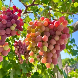 50 Grape Seeds Red – Hardy Fruit Vines for Backyard & Trellis Planting