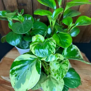 Peperomia Plant