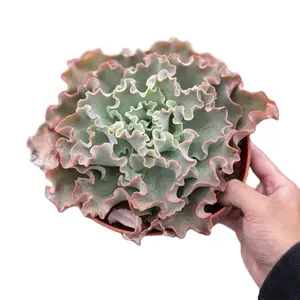 8” Pink Curls Ruffle Big Indoor Sculpture