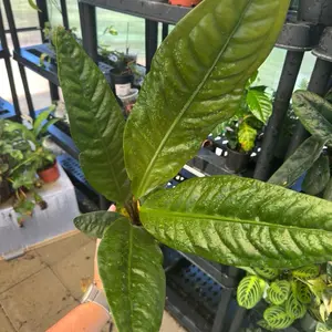 4” anthurium superbum plant