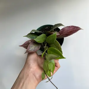 Hoya Sunrise 4" - Pet Safe & Friendly Live Tropical House Plant with Unique Leaves