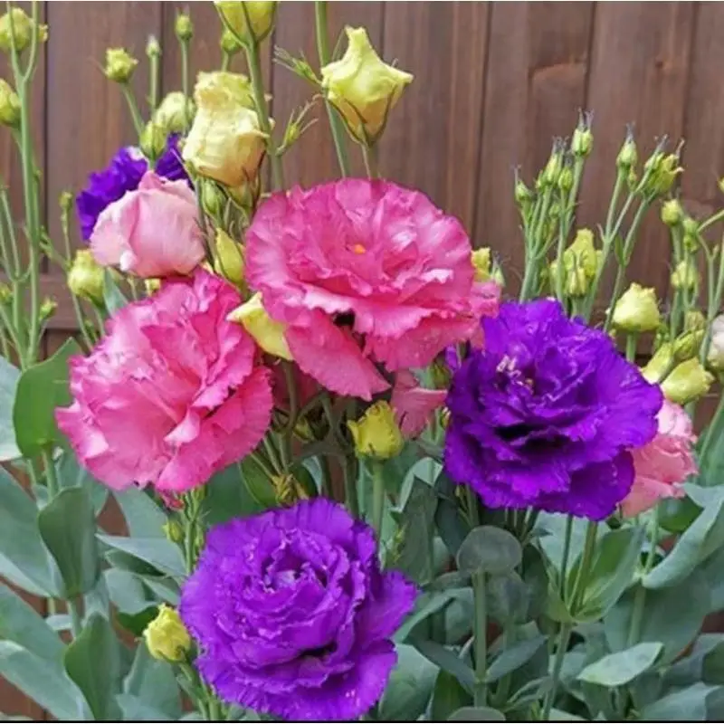 300+pcs Mixed Color Thornless Rose Seeds Eustoma/Lisianthus Grandiflorum Thornless Rose Seeds , Easy to Grow, Year-round Planting