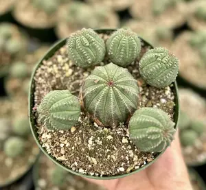 Baseball Plant, Euphorbia Obesa, Rare Plant, Cactus Cluster, Potted Succulent in 3.5'', 6" pot