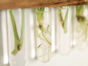 Renter-Friendly Large Indoor Plant Wall Hanger 3-Tier Glass Test Tube Planter 15.7" Wide for Small Apartments Office Spaces Decor Hanging