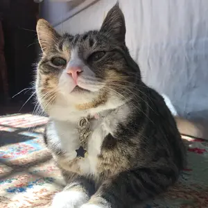 Black Obsidian Star Pet Collar Charm – Natural Stone Pet Accessory for Dogs & Cats