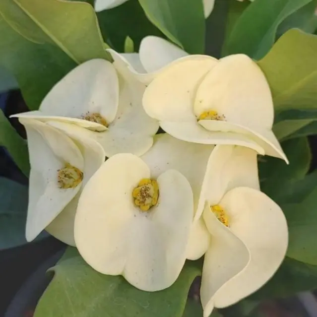 White Crown of Thorns Plant 5 to 7 Inches Height , White Euphorbia Milii Plant 4 inch Pot. SHIP NO POT