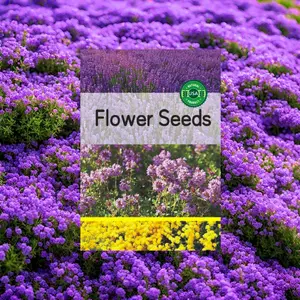 2000pcs Purple Creeping Thyme Seed for Planting Flowers Seeds Perennial Ground Cover Plants, Lawn Alternative, Fragrant, Drought-Tolerant