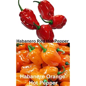 Please Read This is A Mix 30 Hot Pepper Mix Seeds 16 Varieties Non-GMO , Tabasco, Jalapeno, Yellow and Red Scotch Bonnet, Jalapeno Habanero US Grown Capsicum annuum