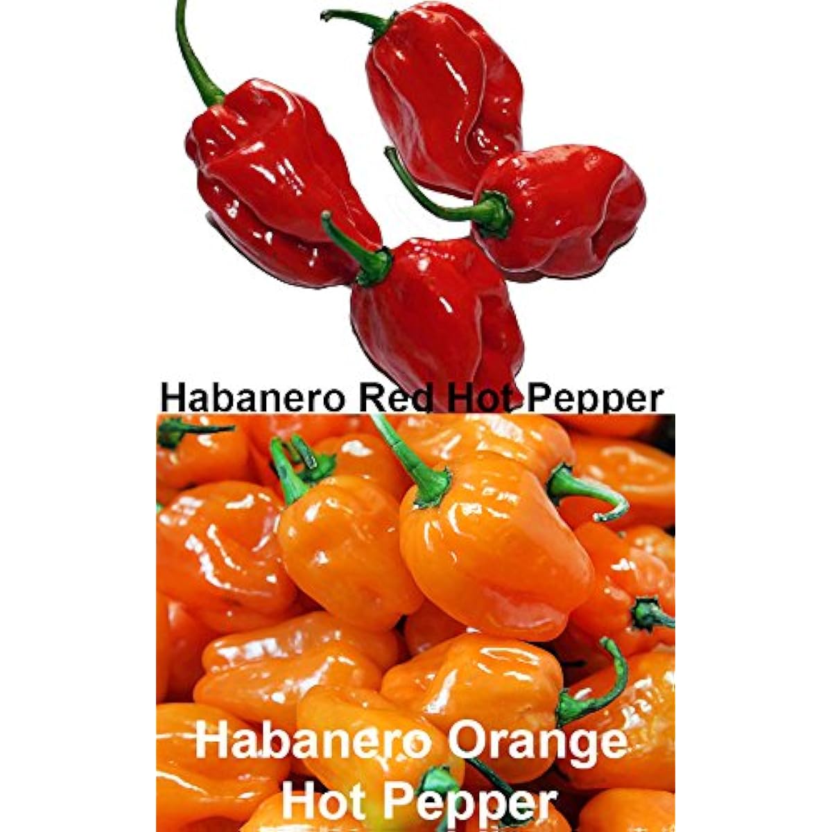 Please Read This is A Mix 30 Hot Pepper Mix Seeds 16 Varieties Non-GMO , Tabasco, Jalapeno, Yellow and Red Scotch Bonnet, Jalapeno Habanero US Grown Capsicum annuum Please Read This is A Mix 30 Hot Pepper Mix Seeds 16 Varieties Non-GMO , Tabasco, Jalapeno, Yellow and Red Scotch Bonnet, Jalapeno Habanero US Grown Capsicum annuum
