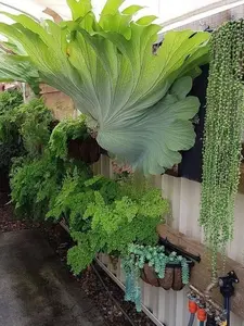 LIVE PLANT Staghorn Fern Platycerium Bifurcatum